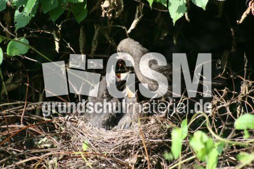 Amsel-8-Tag-31.jpg